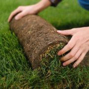 Turf